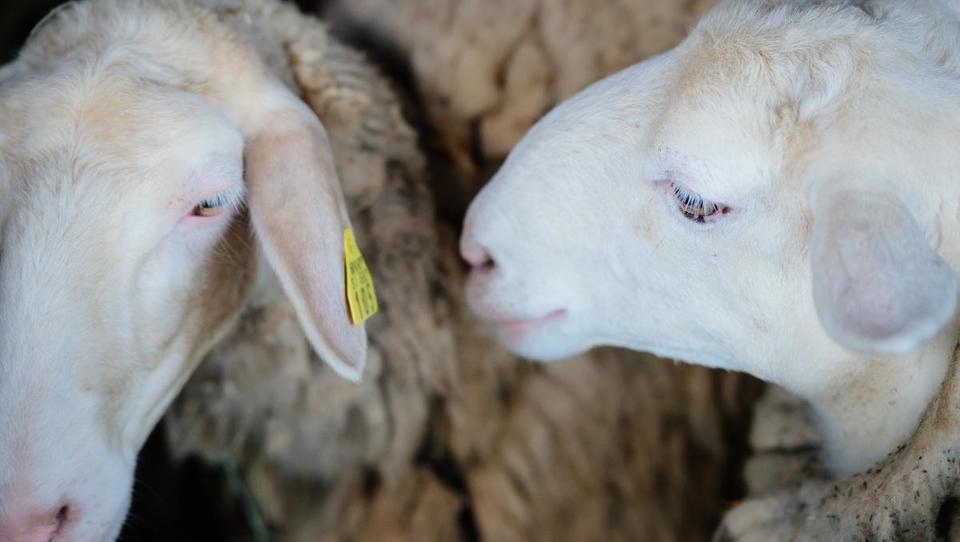 Komu se na Agri najbolj smeji