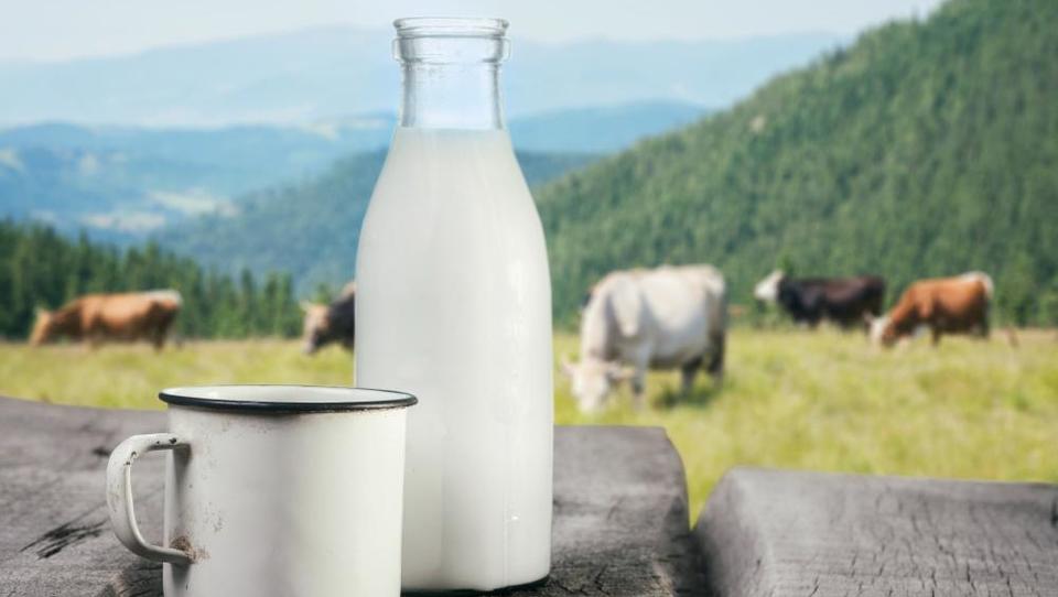 Znane podrobnosti o delitvi polmilijardne pomoči rejcem mleka v EU